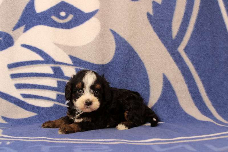 puppy, for, sale, Mini Bernedoodle F1, Matthew B. Stoltzfus, dog, breeder, Gap, PA, dog-breeder, puppy-for-sale, forsale, nearby, find, puppyfind, locator, puppylocator, aca